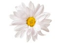 White Daisy Flower Daisies Flowers Isolated