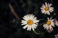 White Daisy Flower With Daisy Background