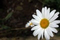 White daisy flower on dark background. Spring and summer floral backgrounds.