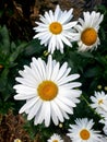 White daisy flower on a fresh green background - marguerite Royalty Free Stock Photo