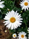 White daisy flower on a fresh green background - marguerite Royalty Free Stock Photo