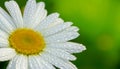 White daisy flower garden, with drops of dew on petals close-up Royalty Free Stock Photo