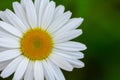 White daisy flower garden, with drops of dew on petals close-up Royalty Free Stock Photo