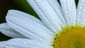 White daisy flower garden, with drops of dew on petals close-up Royalty Free Stock Photo