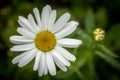 White daisy flower garden, with drops of dew on petals close-up Royalty Free Stock Photo