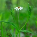 White daisy flower garden, with drops of dew on petals close-up Royalty Free Stock Photo