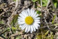 A white daisy flower grows out of the ground, the first spring meadow flowers.