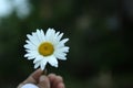 White daisy flower in hand. Beauty in fragility and still life concept. Self love and care conceptual. Floral background. Royalty Free Stock Photo