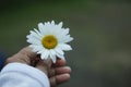 White daisy flower in hand. Beauty in fragility and still life concept. Self love and care conceptual. Floral background.