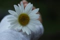 White daisy flower in hand. Beauty in fragility and still life concept. Self love and care conceptual. Floral background. Royalty Free Stock Photo