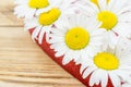 White daisy flower in heart shaped and