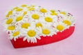 White daisy flower in heart shaped and