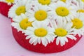 White daisy flower in heart shaped and