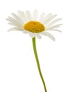 White daisy flower Royalty Free Stock Photo