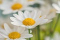 White daisy flower macro Royalty Free Stock Photo