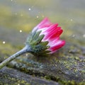 White daisy flower petals in the nature Royalty Free Stock Photo