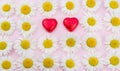 White daisy flower on pink background  and red heart Royalty Free Stock Photo