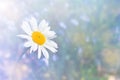 White daisy flower, spring soft scene, light blue background Royalty Free Stock Photo