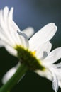 Macro Shot of white daisy flower isolated on gray background. Royalty Free Stock Photo