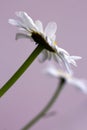 Macro Shot of white daisy flower isolated on gray background. Royalty Free Stock Photo