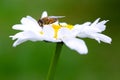 Macro Shot of white daisy flower isolated on green background.