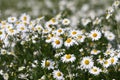 White daisy flower texture Royalty Free Stock Photo