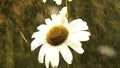 White daisy flower under the summer warm rain. Creative. Chamomile blooming flowers in the summer meadow. Royalty Free Stock Photo