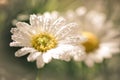 White daisy flower water drops Royalty Free Stock Photo