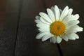White daisy flower on a wood background. Floral decoration backdrop with single flower and the copy space. Royalty Free Stock Photo