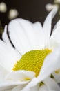 White daisy flower with yellow center isolated on black background Royalty Free Stock Photo