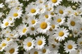 White Daisy Flowers Background Royalty Free Stock Photo