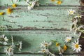 White Daisy Flowers Background Royalty Free Stock Photo