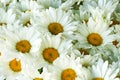 White daisy flowers background, flowering of daisies, blooming oxeye daisies Royalty Free Stock Photo