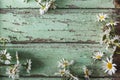 White Daisy Flowers Background Royalty Free Stock Photo