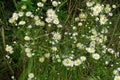 White daisy flowers blooming in the field Royalty Free Stock Photo