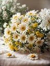 White daisy flowers blooming at a field Royalty Free Stock Photo