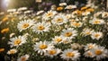 White daisy flowers blooming at a field Royalty Free Stock Photo