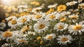 White daisy flowers blooming at a field Royalty Free Stock Photo