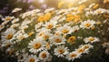 White daisy flowers blooming at a field Royalty Free Stock Photo