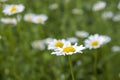 White daisy flowers blooming in spring Royalty Free Stock Photo