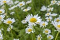 White daisy flowers blooming in spring Royalty Free Stock Photo