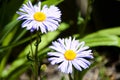 White daisy flowers blooming in spring meadow on natural background Royalty Free Stock Photo