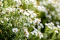 White daisy flowers in blossom. Floral background. Holiday postcard