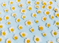 White Daisy Flowers On Blue Background