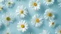 White Daisy Flowers On Blue Background. Fresh And Clean Floral Pattern. Purity Of Nature. Royalty Free Stock Photo