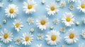 White Daisy Flowers On Blue Background. Fresh And Clean Floral Pattern. Purity Of Nature. Royalty Free Stock Photo