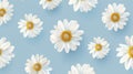 White Daisy Flowers on Blue Background