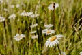 White daisy flowers and lonely grass with a blurred background covered with drops of dew on a green meadow in the early sunny Royalty Free Stock Photo