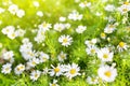 White daisy flowers on blurred green grass and sunlight background close up, chamomile flower blossom meadow on summer sunny day Royalty Free Stock Photo