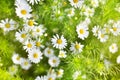 White daisy flowers on blurred green grass and sunlight background close up, chamomile flower blossom meadow on summer sunny day Royalty Free Stock Photo